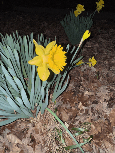 a yellow flower with blue leaves is surrounded by leaves
