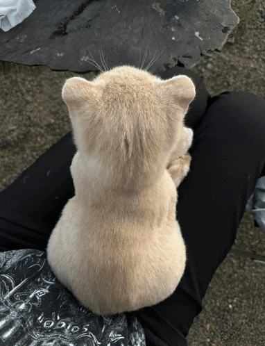 a small furry animal is sitting on a person 's lap and looking at something