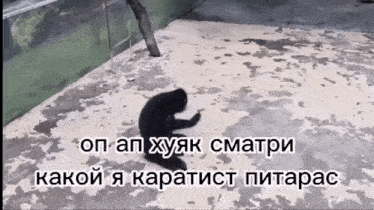 a monkey is crawling on the ground with a caption in a foreign language