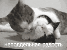 a black and white photo of two cats laying next to each other with a caption in russian