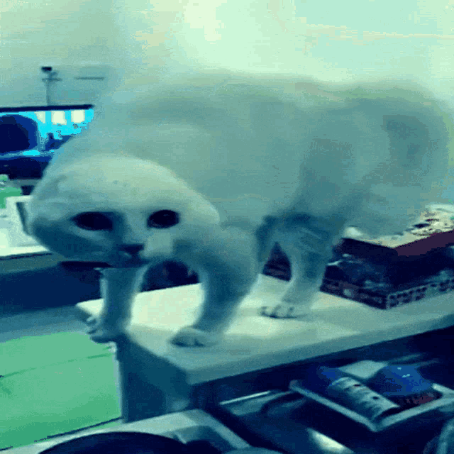 Alien Cat Spooky Cat GIF - Alien Cat Spooky Cat Strange Cat GIFs