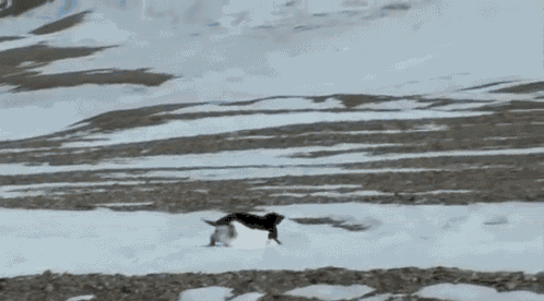 Run, Penguin GIF - Running Penguin GIFs