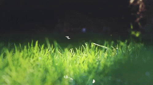 Grass Insect GIF - Grass Insect GIFs