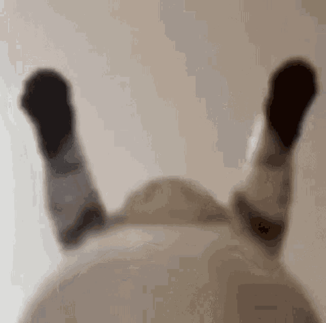 a close up of a person laying on their back with their legs up .