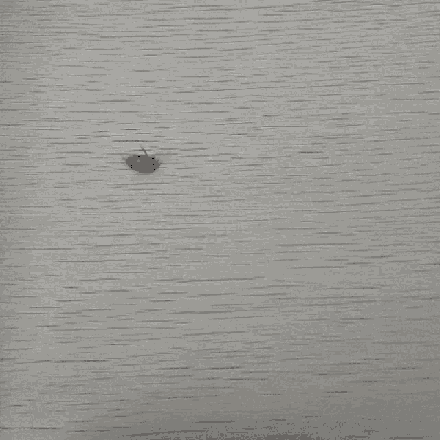 a small bug is crawling on a wooden surface