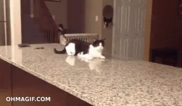 Funny Animals Fast Cat GIF - Funny Animals Fast Cat Falling GIFs