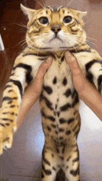 a person is petting a tiger looking cat