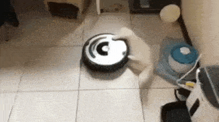 Cat Silly GIF - Cat Silly Goofy GIFs