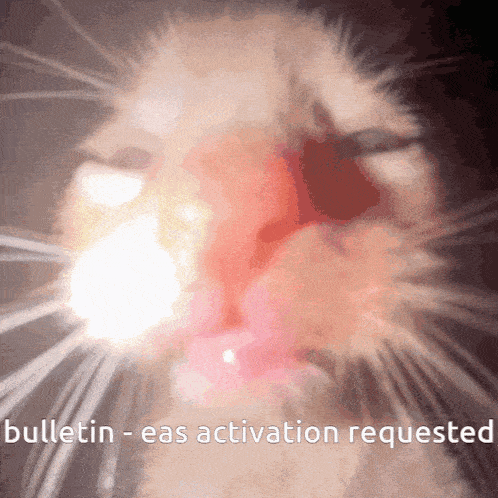 a close up of a cat 's face with the words bulletin eas activation requested