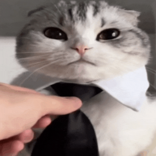 a person is tying a black tie on a cat