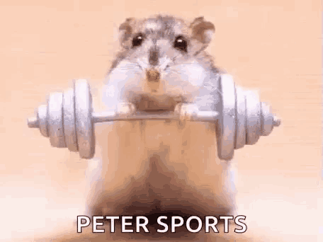 a hamster is holding a dumbbell in its paws and saying `` peter sports '' .