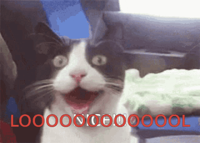 Cat Lol Lol GIF - Cat Lol Lol Lol Cat GIFs