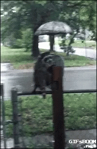 Raccoon Help GIF - Raccoon Help Cold GIFs