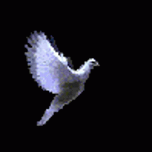 Bird White Bird GIF - Bird White Bird Dove GIFs