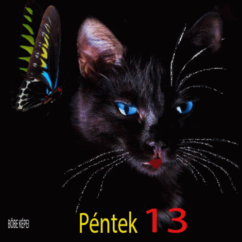 Péntek13 Cat GIF - Péntek13 Cat GIFs