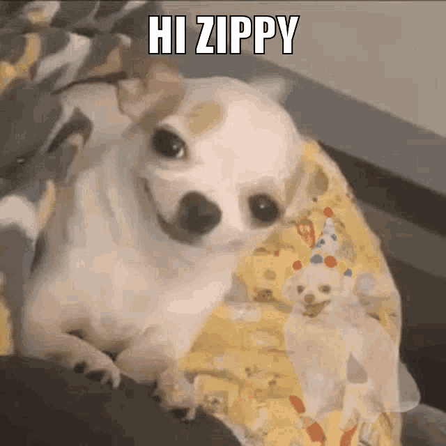 Zippy GIF - Zippy GIFs