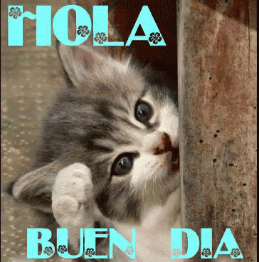 a kitten peeking out from behind a wall with the words hola buen dia written above it