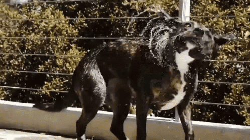 a black and white dog standing next to a wire fence