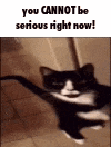 a black and white cat is standing on its hind legs in a hallway .