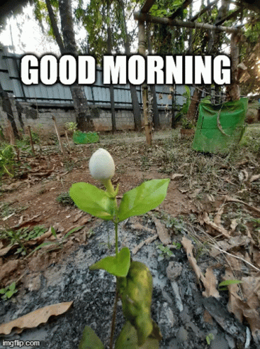 Good Morning Happy Thursday GIF - Good Morning Happy Thursday Flower GIFs