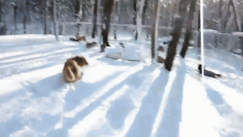 Snow Dogs GIF - Snow Winter Dog GIFs