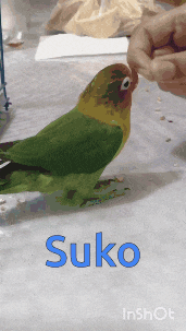 a green and yellow parrot is being fed by a person with the name suko