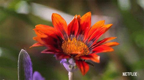 Flowers Life In Color With David Attenborough GIF - Flowers Life In Color With David Attenborough Camouflage GIFs