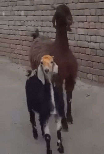 Goat Cute GIF - Goat Cute Walking GIFs
