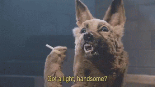 From The Greatest Show Of Ever Danger 5 GIF - Danger5 Got A Light Dog GIFs