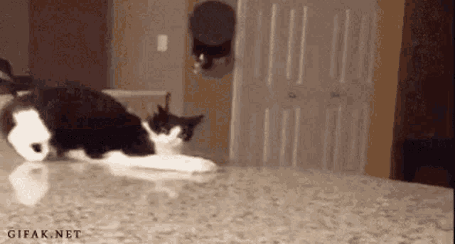Cat Counter GIF