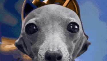 a dog wearing a crown looks at the camera