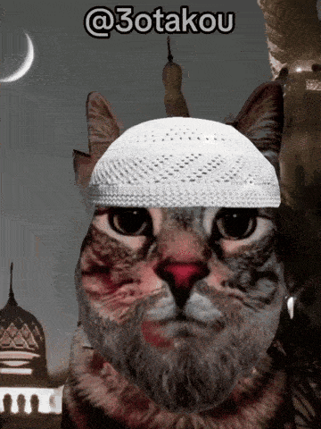 Muslim Cat GIF - Muslim Cat GIFs