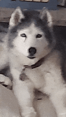 a husky dog is laying down and looking at the camera with a collar on .