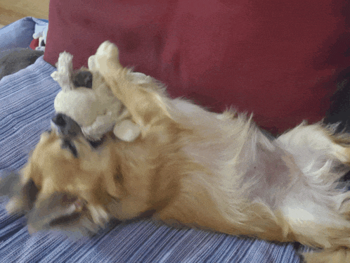 a dog playing with a stuffed animal on its back