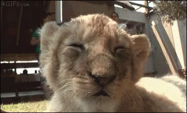 Lion Yawn GIF
