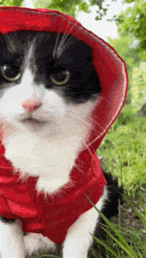 a black and white cat wearing a red raincoat with a hood