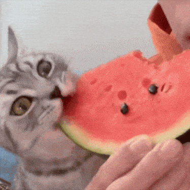 Cat Watermelon GIF - Cat Watermelon Shira GIFs
