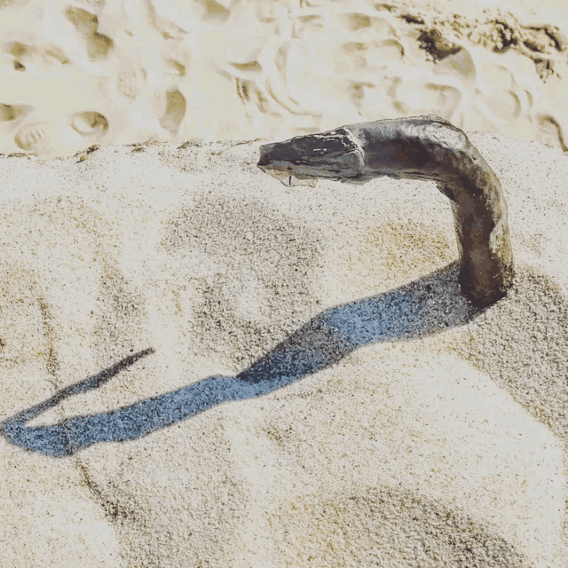 a shadow of a snake is cast on the sand