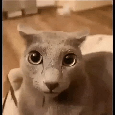a close up of a cat looking at the camera with big eyes .