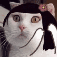 a white cat wearing a black hat with a pink flower on it .