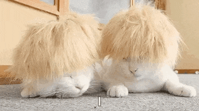 two cats wearing wigs are laying on the floor .