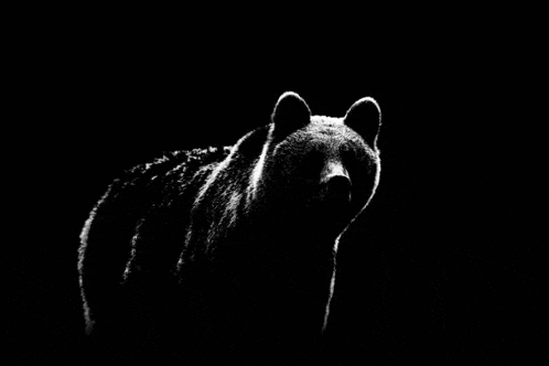 a black and white photo of a bear standing in the dark .
