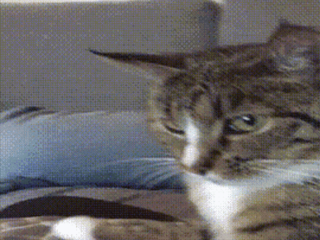 Cat Catjam GIF - Cat Catjam Cat Jam Twitch GIFs