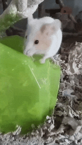 Mouse Mice GIF - Mouse Mice Pet Mouse GIFs