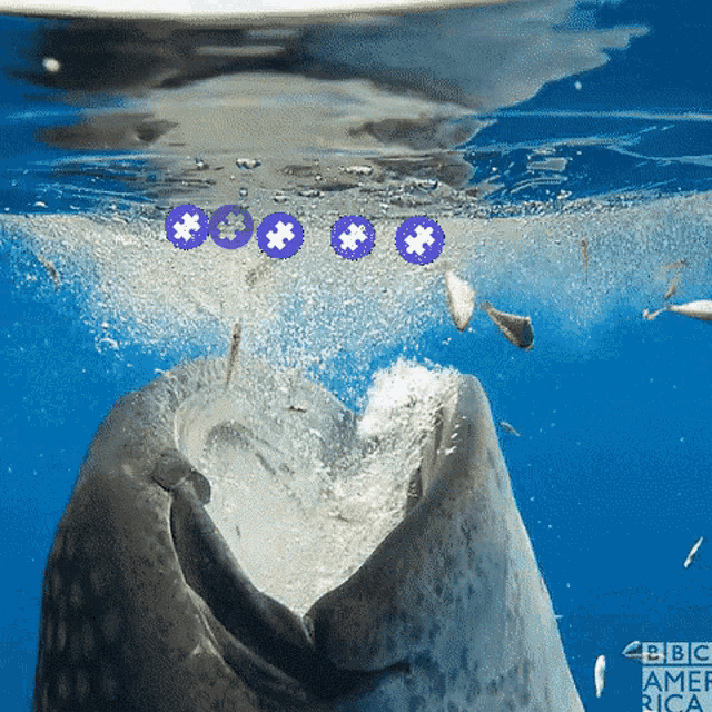 Stak Whale GIF - Stak Whale Stakwhale GIFs