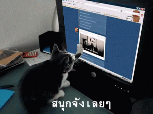 แมว เล่นคอม สนุกจังเลย GIF - Cat Use Computer So Much Fun GIFs