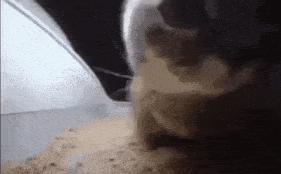 Vibing Kitten Shakes Head GIF - Vibing Kitten Shakes Head GIFs