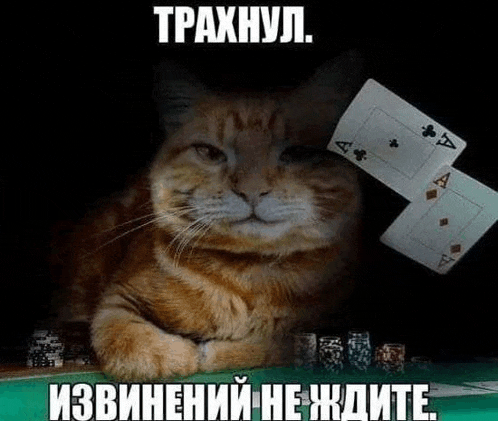 a cat is laying on a poker table with playing cards and chips .