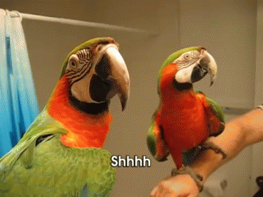 Be Quiet. I'M Trying To Talk To Myself. GIF - Bird Be Quiet Shhh GIFs