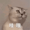 a cat is looking out of a window with its mouth open .